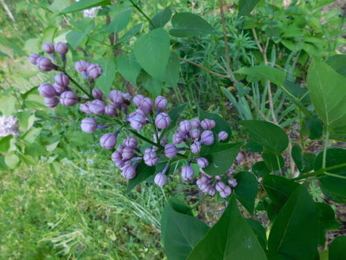 DSCN43194299d0af30951350.jpg