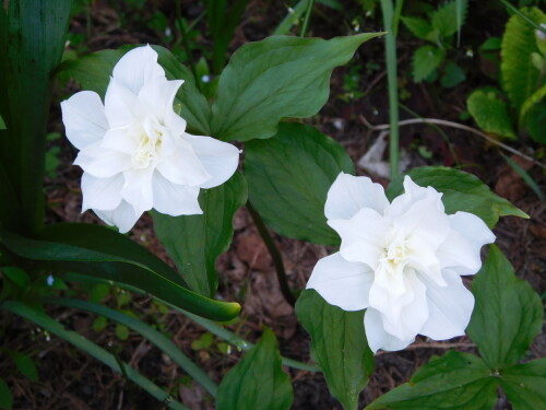 DSCN40462bc44ab17545dd7a.jpg