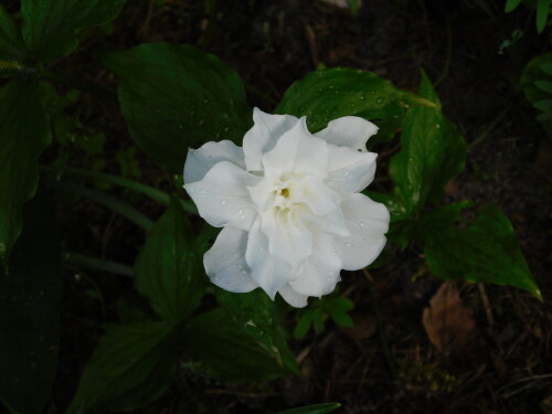 DSCN4127a78bf42522b7cfdf.jpg