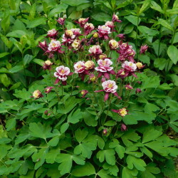 DSCN448038ba3ddae019096f