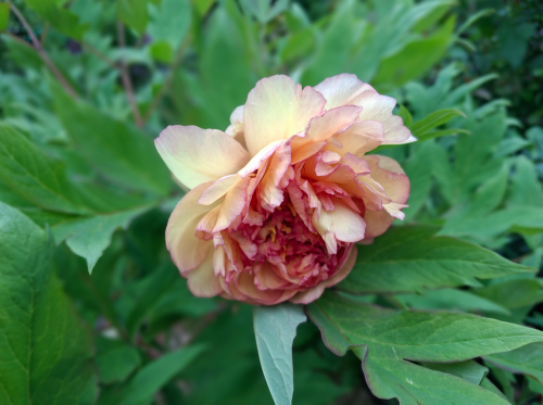 PION1bd7ded16341b5e78.png