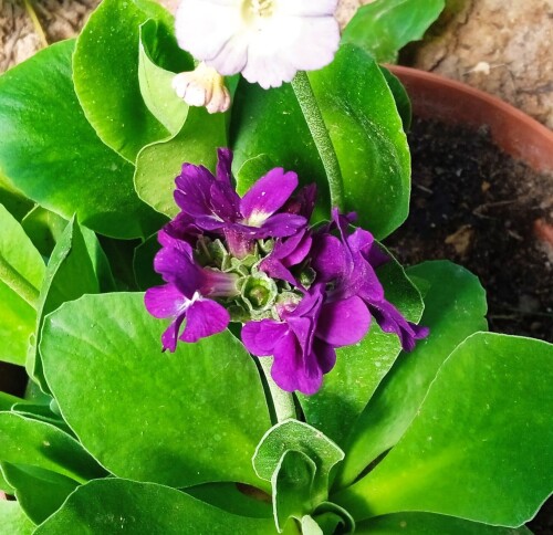 PRIMULA-3-6ac52aebb9230681f.jpg