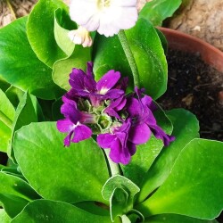 PRIMULA-3-6ac52aebb9230681f
